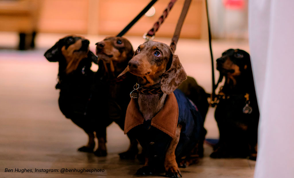 Pitti Uomo 105 - perros con prendas Barbour Dogs