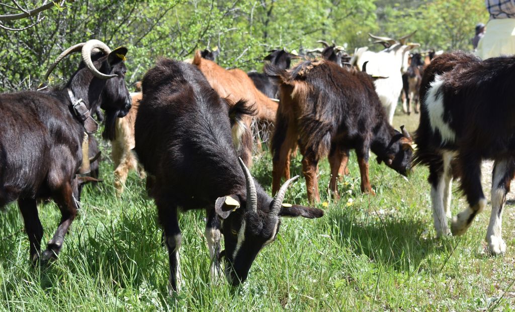 Instantánea de las cabras de @como.cabras