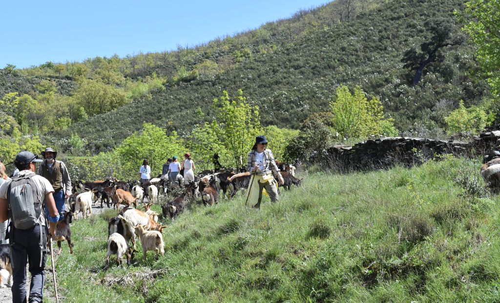 El equipo de Ogoza pastoreando en El Atazar